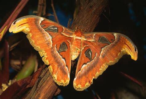 Unique Moths You Wont Mind Finding In The Closet Nature Insects