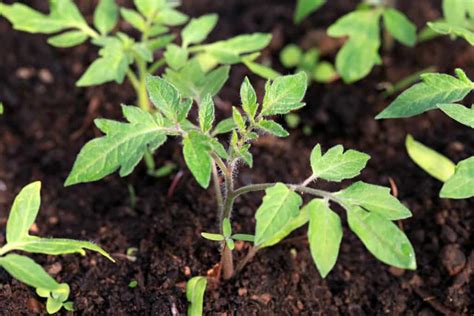 How To Choose The Healthiest Tomato Plants At The Nursery Tomato Bible