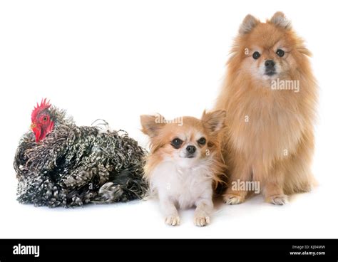 Pomeranian Spitz Chihuahua And Chicken In Front Of White Background