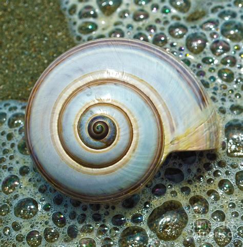 Ocean Shell Spiral White Spiral Grain Of Sand Ocean