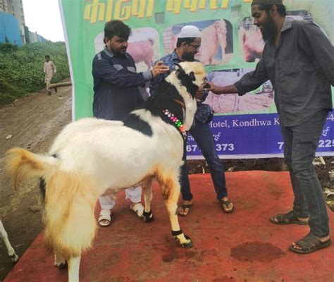 Bakrid Goat Sold For Rs 35 Lakhs In Kondhwa Punekar News