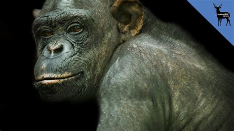 Are Chimps Smarter Than Humans? - YouTube