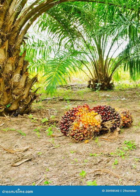 Oil Palm Tree Stock Photo Image 30498540