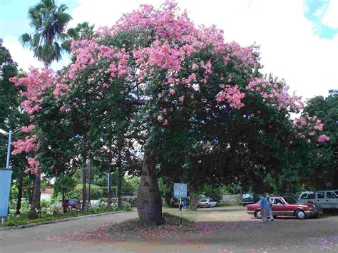 Ceiba Speciosa Silk Floss Tree Flowering Trees Garden Trees