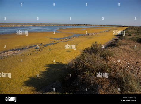 Famous Salt Flats At Gruissan Languedoc Roussillon France This Area