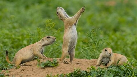 Montana Prairie Dogs Are About To Be Vaccinated In Bulk By
