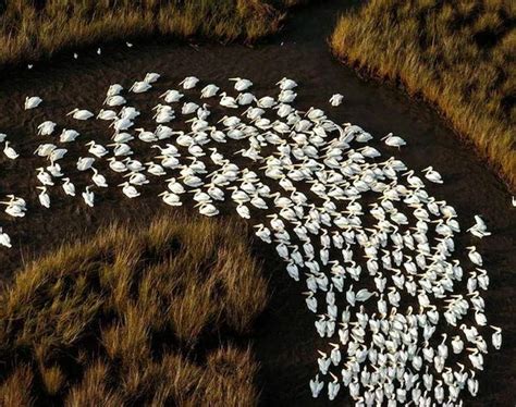 10 Most Impressive Animal Migration Photos From National Geographic