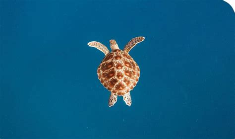 Visit Maldives Experiences Encounters With The Ancient Sea Turtles