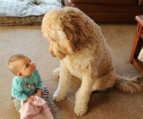 Labradoodle Funny Dog Memes Cute Animals Baby Dogs
