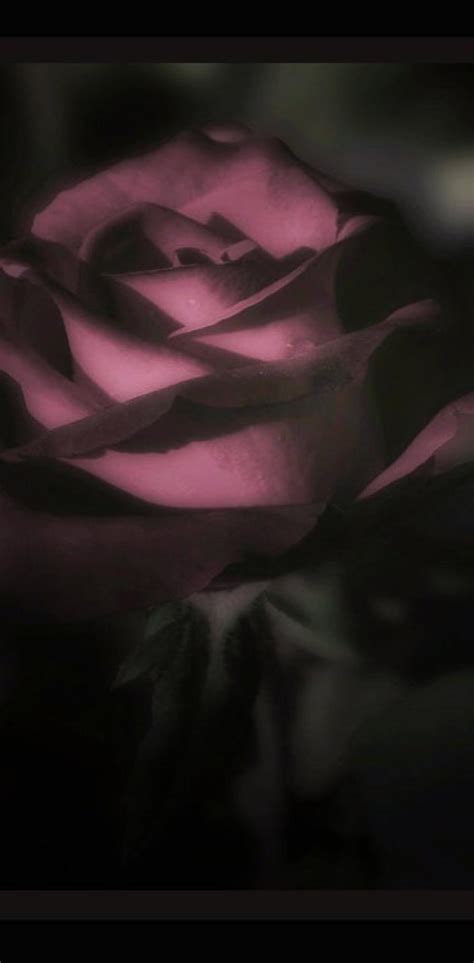 Rose Wallpaper By Savanna 07ec Free On Zedge™