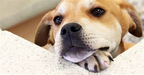 Adopt a Pet | Dogs, Cats, Kittens and Puppies