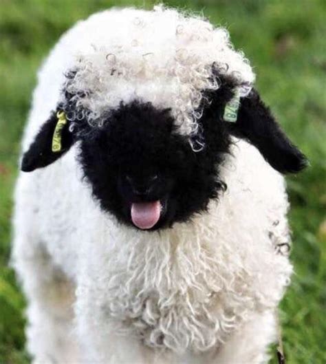 Cute Baby Valais Blacknose Sheep Rbabyanimals