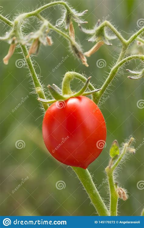 Red Tomato Plant Stock Photo Image Of Grow Produce 145170272