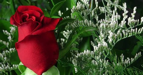 Ambil ☪allah hidup gambar☪ sekarang dan memiliki set menakjubkan 10 gambar yang indah dengan motif dari quran. Gambar-gambar bunga yang indah Paling Cantik dipandang ...