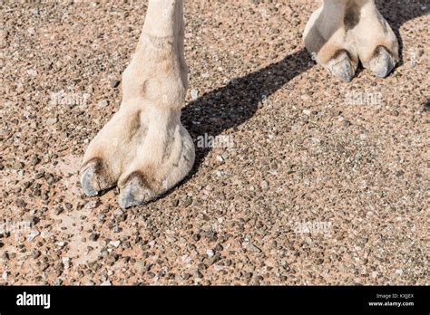 Camels Toe Hi Res Stock Photography And Images Alamy