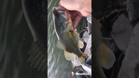Pesca De Lobina Desde Orilla Youtube