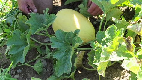 Harvesting Your Lilly Crenshaw Melon YouTube