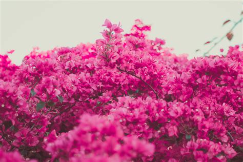 1920x1080 Wallpaper Pink Petal Flower Peakpx