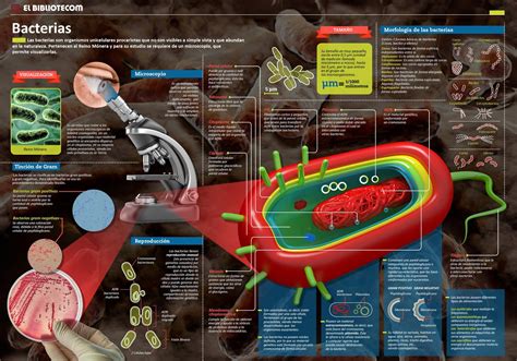 CIENCIA EN LA WEB Las bacterias infografía