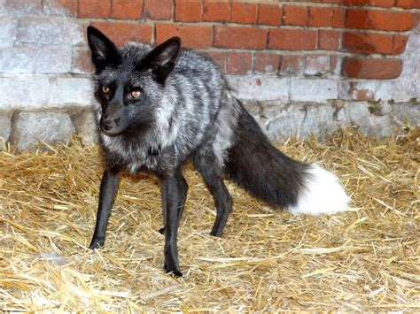 Unlocked by basic exploration plants (agriculture tree). fuchs, filmfuchs ronja, Fehrnseh fuchs, kamara fuchs ...