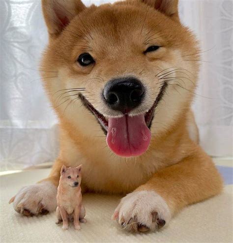 ɕiba inɯ) is a breed of hunting dog from japan. Cute Shiba Inu That Smiles All The Time - Barnorama