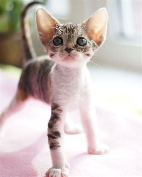 Top 5 Worlds Smallest Cat Breeds Smallest Cat Pictures And