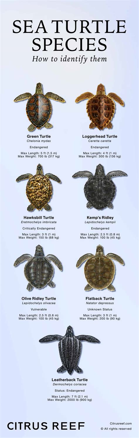 Sea Turtle Species How To Identify Them Citrus Reef