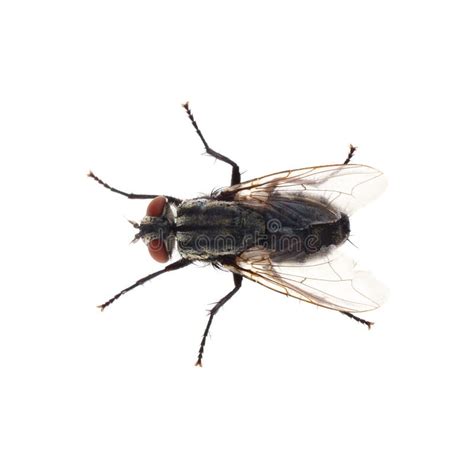 One Common Black Fly On White Background Top View Stock Image Image