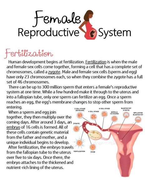 Female Reproductive System Fertilization Anchor Chart Jungle
