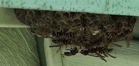 Do not attempt to exterminate them by yourself. Wasp Control Services in Rhode Island: Rhode Island Wasp ...