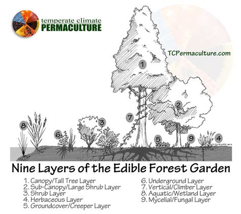 9 Layers Of The Edible Food Garden Permaculture Forest Garden