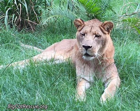 Cameron Lion Just Hanging Out Big Cat Rescue Cat Rescue Big Cats