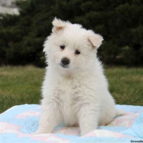 American Eskimo Mixed Breeds