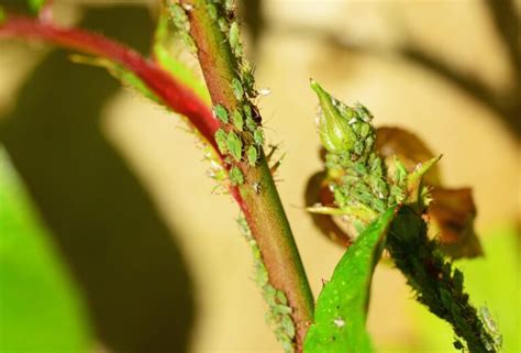 Signs Of Aphids On House Plants Deal With Pests