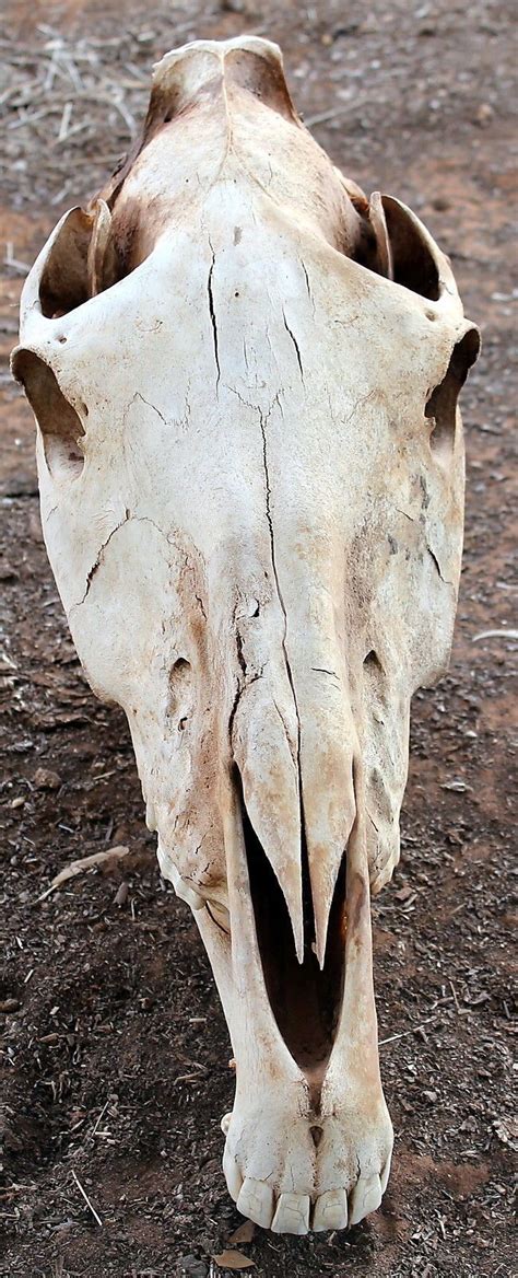 Real Bone 3 Year Old Thoroughbred Male Horse Skull Complete Jaw Teeth 4