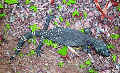 Adult Guatemalan Beaded Lizard Heloderma Horridum Charlesbogerti From