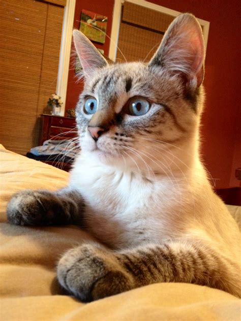 Miss Mimi Lynx Point Siamese Cat... this breed of Siamese...I had a