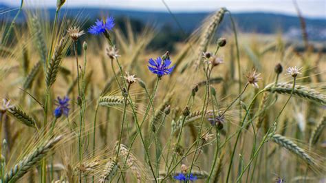 Free for personal and commercial use. Download wallpaper 3840x2160 cornflower, flowers, ears, grass, field 4k uhd 16:9 hd background