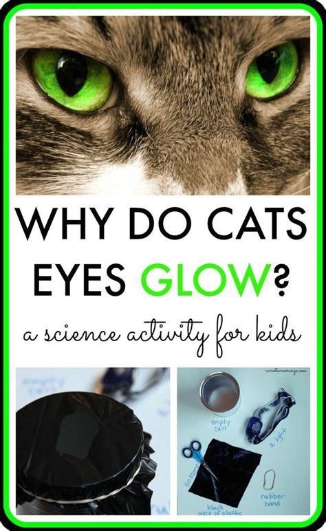 Why Do Cats Eyes Glow 1000 Animal Science Activities Science