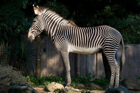 16 Zoo Animals For Coloring Elephant Zebra Zoo National Zebras Tail