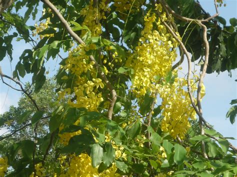 Check spelling or type a new query. Pohon Berbunga Kuning Berjurai | Mohd.Sidik Mohd.Noh | Flickr