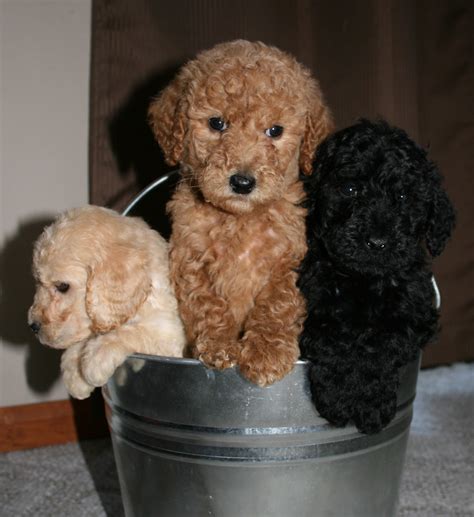 Welcome to our breeder page dedicated to our red standard poodles.these gorgeous red standard poodle breeders are the foundation of our beautiful red standard poodle puppies for sale.poodles come in such an array of beautiful colors but there is something to be admired about the striking beautiful red standard poodles. Southern California Standard Poodles: February 2011