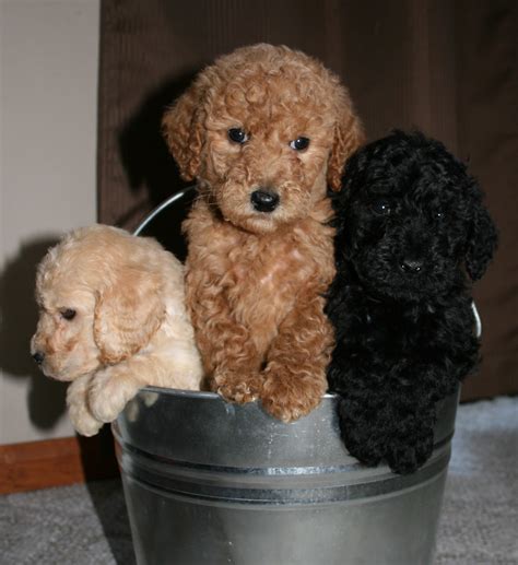 We are proud to be rearing our current and future liters under the puppy culture program. Southern California Standard Poodles: February 2011