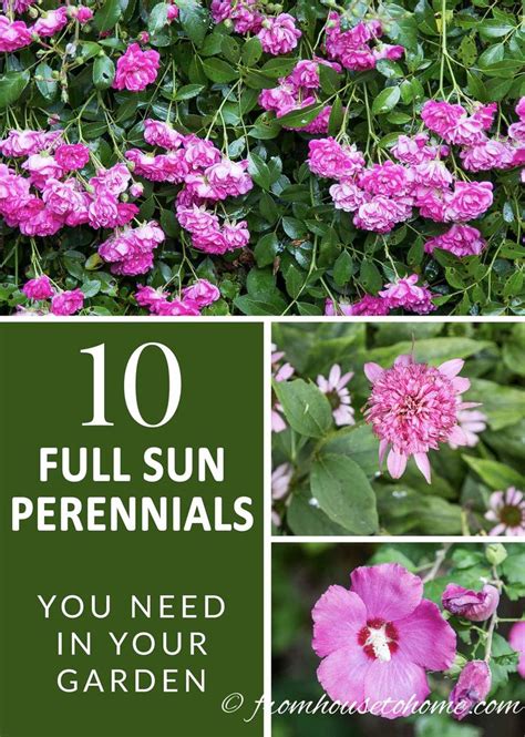 Full Sun Perennials 10 Beautiful Low Maintenance Plants That Thrive In