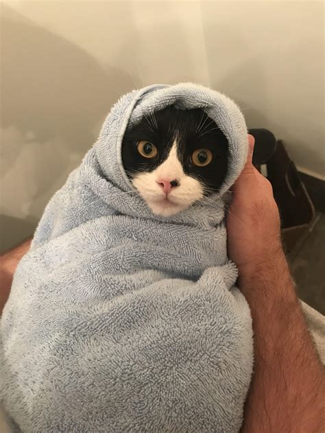 When You Give Your Cat A Bath You Always Cat Burrito Him After Raww