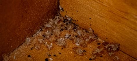 How To Identify Bed Bug Casings Abc Blog