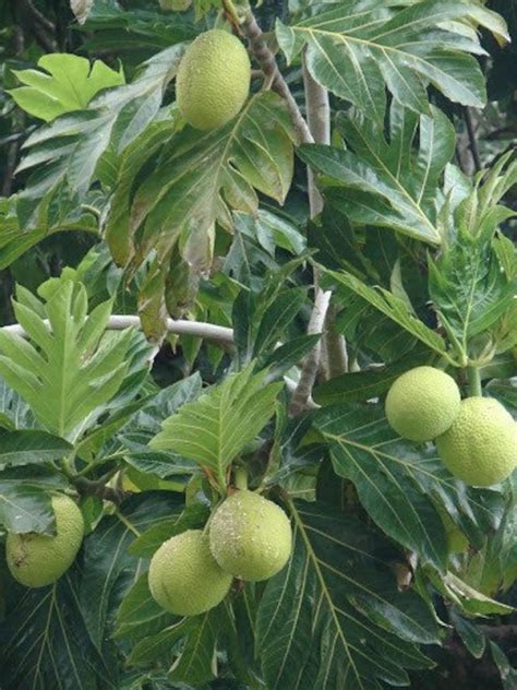 Fruta Del Pan Artocarpus Heterophyllus Pana Pen árbol Etsy España