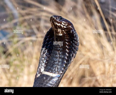 A Rinkhals A Dangerously Venomous Spitting Snake From South Africa