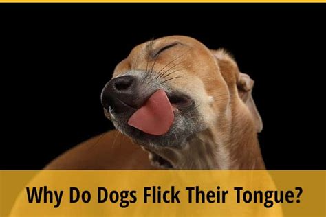 Why Do Dogs Flick Their Tongue Zooawesome
