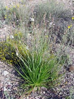It is recommended that you water the plant once. Desert - Biomes